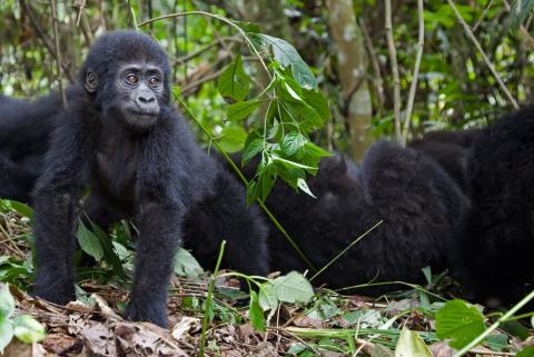 Gorillas & Game Parks