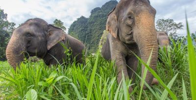 Thailand - Phuket, Elephant Hills Jungle Safari & Koh Lak